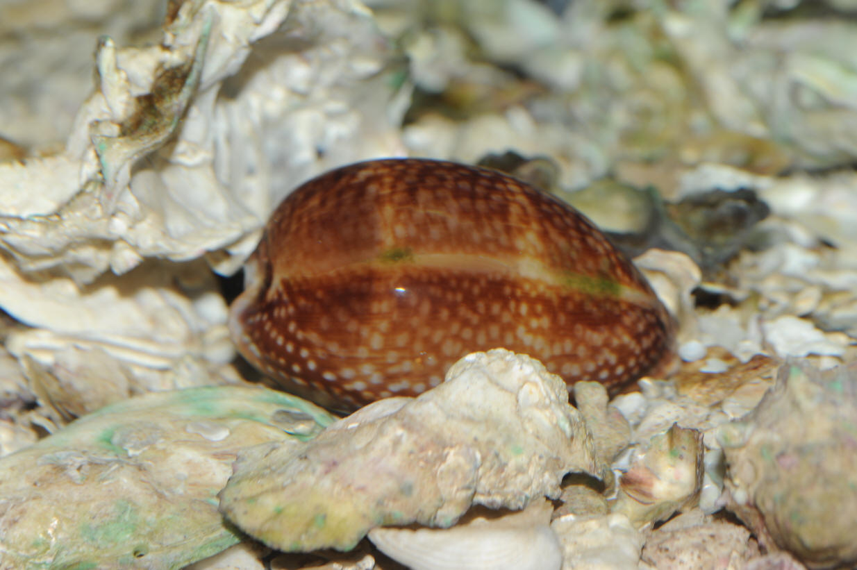 Cypraea cervus